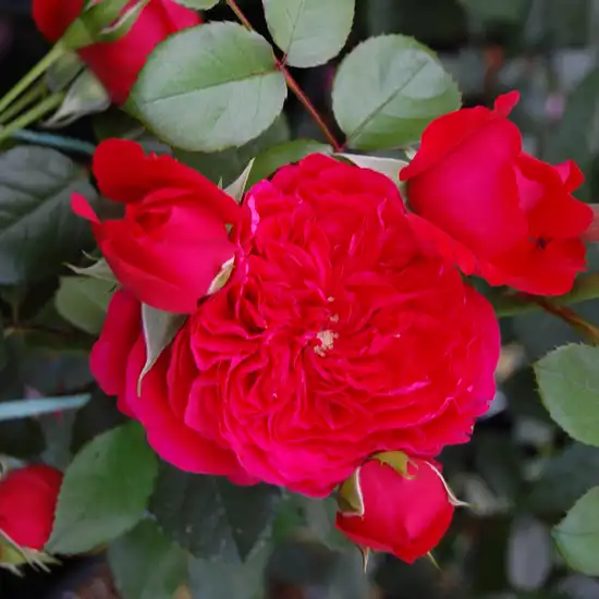 Trandafiri climber - Trandafiri - Florentina ® - 